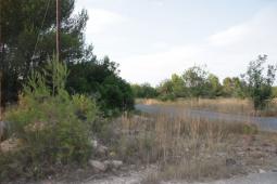 Imagen del bosque de La Vallesa